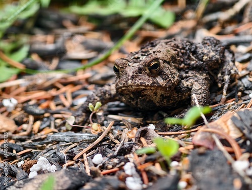 Toad in the grass. Toad from Canada.