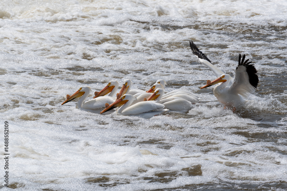 Naklejka premium American White Pelicans Fishing And Flying At The Dam And Rapids On Fox River At De Pere, Wisconsin