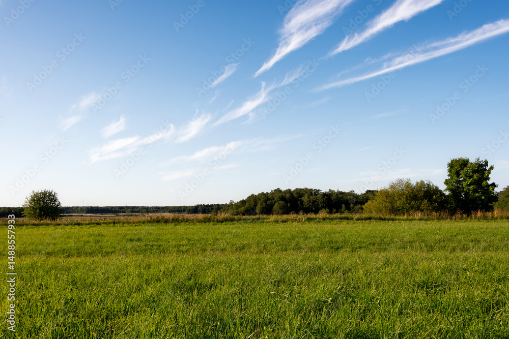 Obraz premium Lush green grass field with blue sky and cirrus clouds in Estonia near Narva, at the end of golden hour evening light. Harvested fields visible in distance.