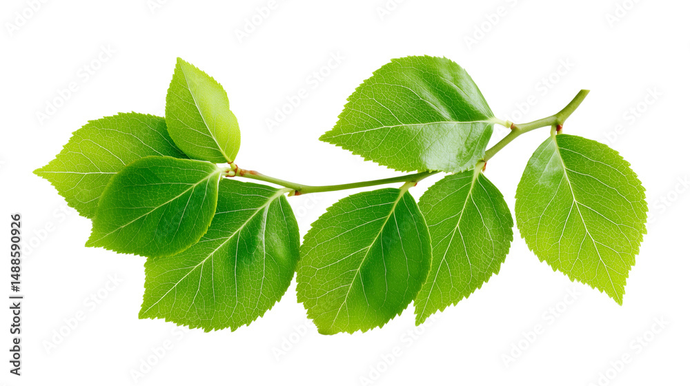 Green leaves branch isolated on white