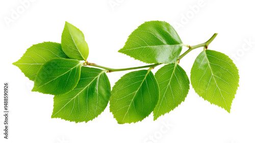 Obraz na płótnie Green leaves branch isolated on white w salonie