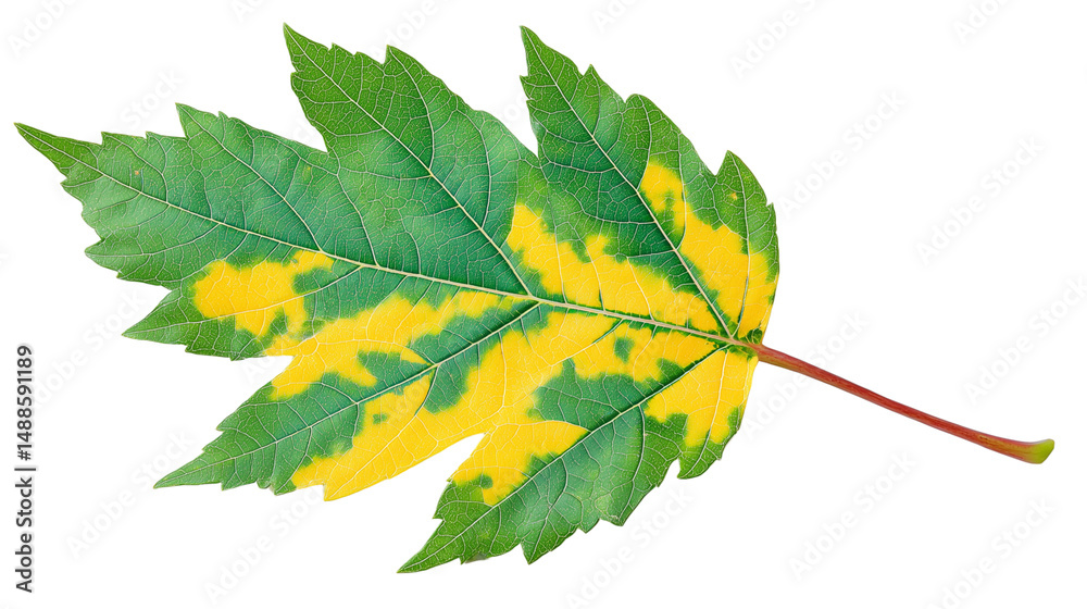 Variegated green and yellow leaf isolated on white