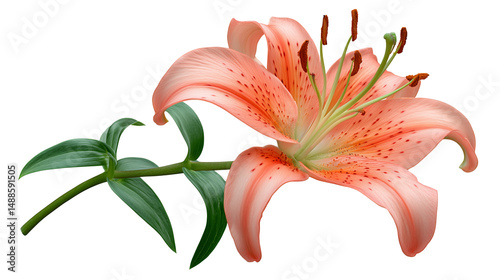Obraz na płótnie Pink lily flower isolated on white w salonie