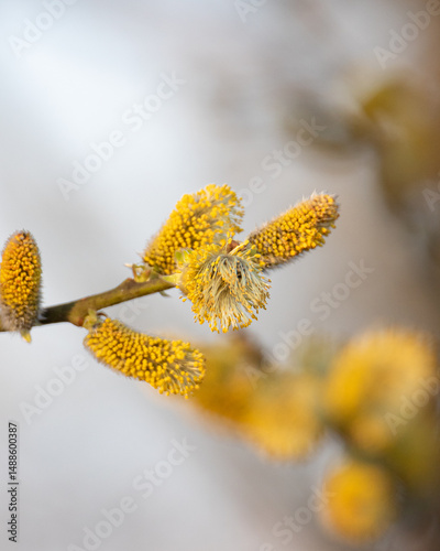 willow branch in spring