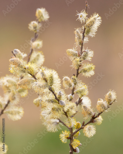 willow branch in spring