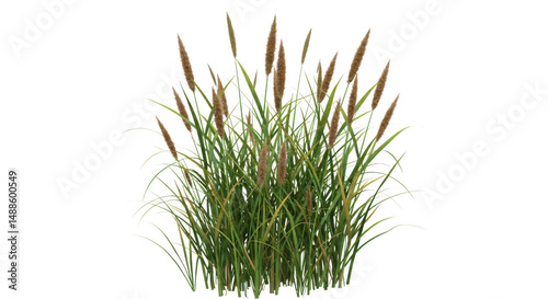 Clump of reeds and grass isolated on transparent background