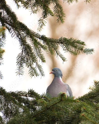 bird on a tree