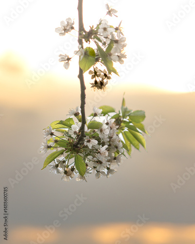 Delicate Cherry Blossom