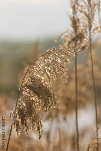 Golden Grass in Sunlight