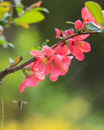 pink cherry blossom
