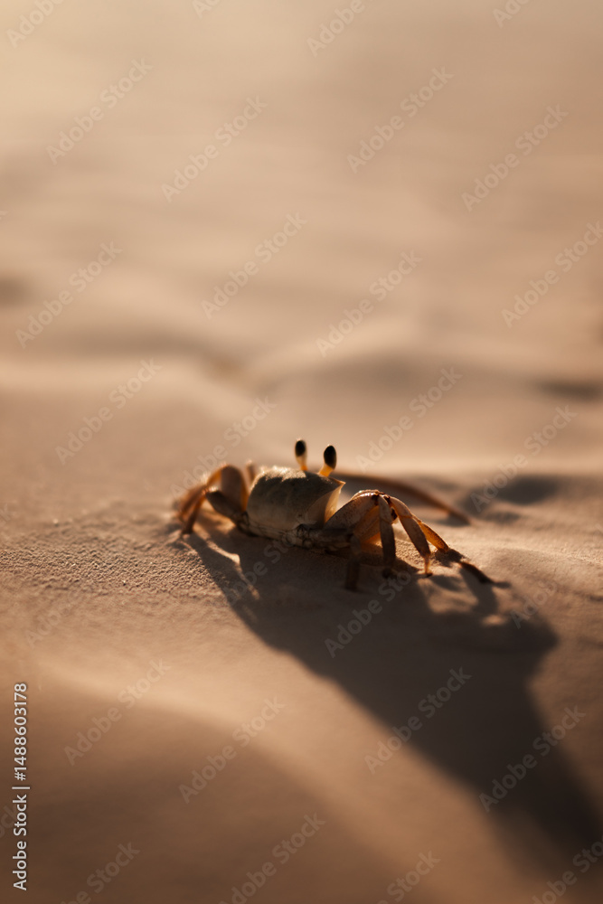 Obraz premium Crab on a beach at sunset