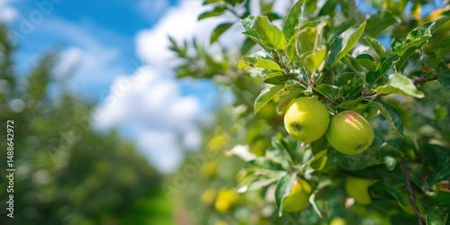 A tree with green apples hanging from it