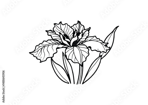 Silhouette of iris unguicularis flower isolated on a white background