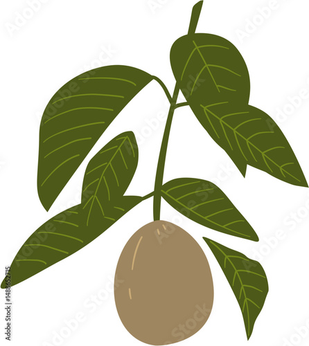 nutmeg plant fruit and leaves, Myristica fragrans
