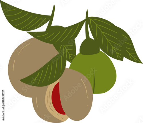 nutmeg plant fruit and leaf, Myristica fragrans