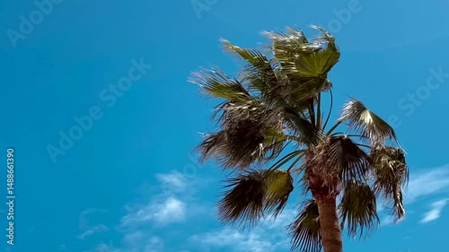 Palm tree swaying against blue sky at tropical beach. Phoenix dactylifera.Summer, travel,vacation,relax concept.
