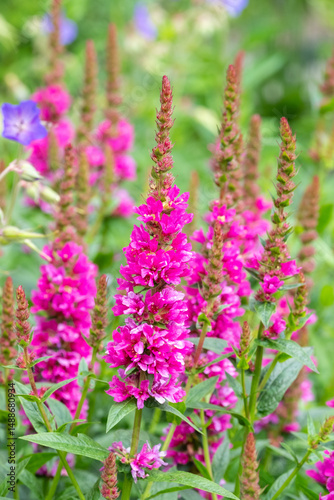 Schilderij op canvas Lythrum salicaria Robert
