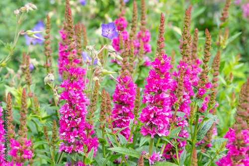 Foto Lythrum salicaria Robert