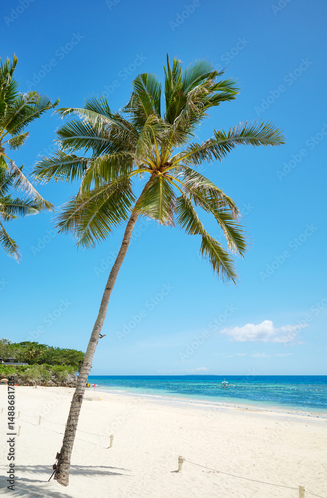 Obraz premium Tropical beach with palm tree and turquoise sea, perfect summer vacation concept.
