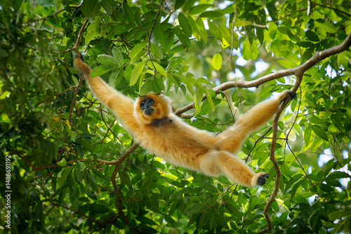Photos Yellow-cheeked or Golden-cheeked gibbon Nomascus (Hylobates) gabriellae in the t