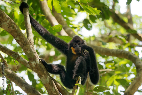Yellow-cheeked or Golden-cheeked gibbon Nomascus (Hylobates) gabriellae in the tree,  diurnal and arboreal primate male native to Vietnam, Laos and Cambodia