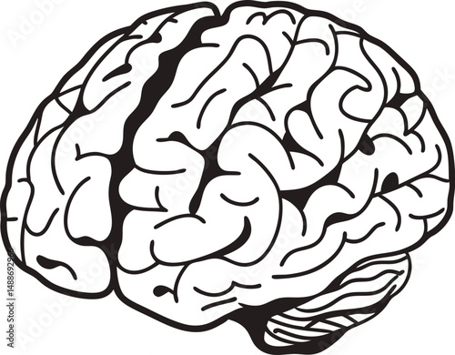 Human Brain Continuous One Line Silhouette Vector, human brain vector illustration, genius, creativity, anatomy