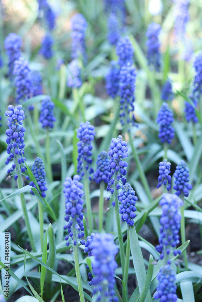 Fototapeta premium Bright blue flowers in early spring. Muscari or mouse hyacinth. Beautiful blue flowers with selective focus. Glade of muscari. Armenian adder's onion. Close-up of blue flowers. Nature background