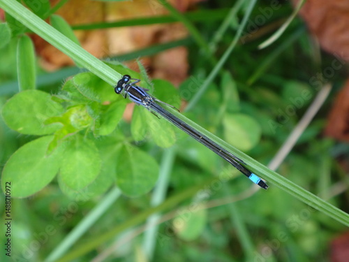 Immature female blue tailed damselfly (Ischnura elegans f. violacea) sitting on a blade of grass photo