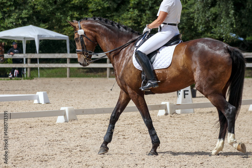 
a brown horse moving across a sandy riding arena.