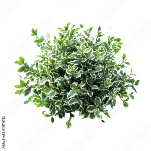 Green shrub with white edges isolated on transparent background