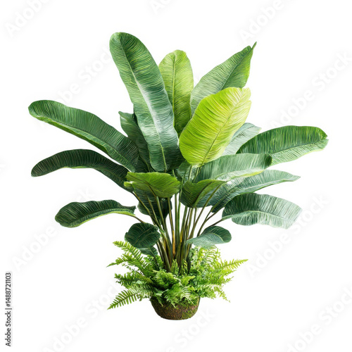 Banana plant with fern potted isolated on transparent background