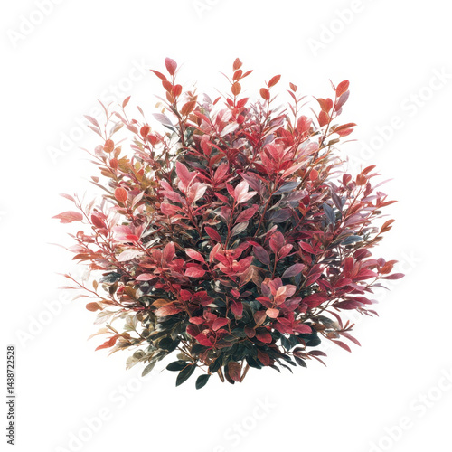 Red leafed plant bush isolated on transparent background
