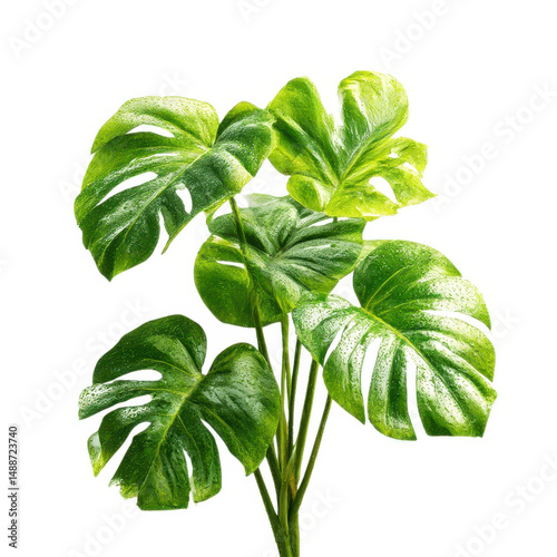 Monstera plant with water droplets isolated on transparent background
