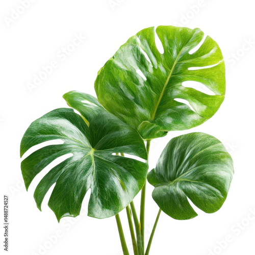 Monstera plant with fenestrations isolated on transparent background