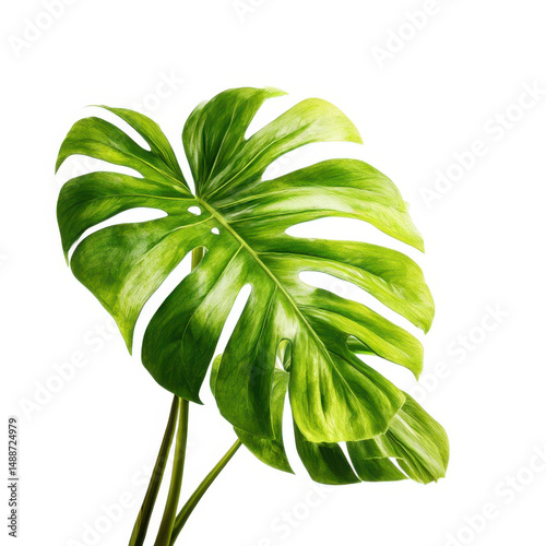 Monstera deliciosa plant leaf isolated on transparent background