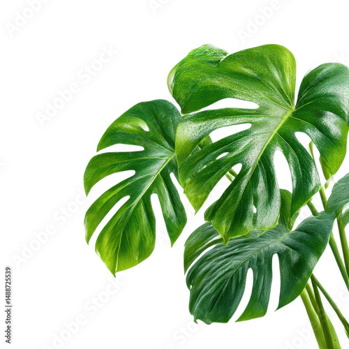 Monstera plant with green leaves isolated on transparent background