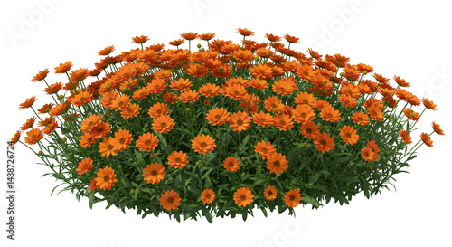 Bush of orange calendula flowers isolated on transparent background