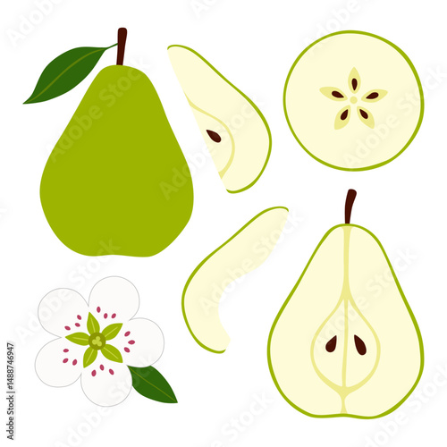 Pear Fruit Hand Drawn Vector. Including Pear Half, Slices, Seeds,  and Flower Blossom