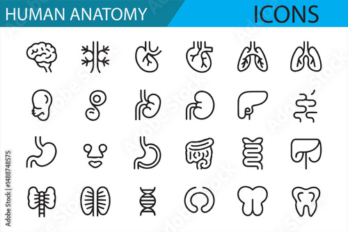 Medical and Anatomy Icons Representing Organs and Body Systems in Line Art