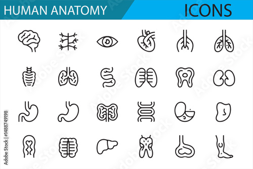 Minimalist Human Anatomy Icons Set for Healthcare and Medical Education