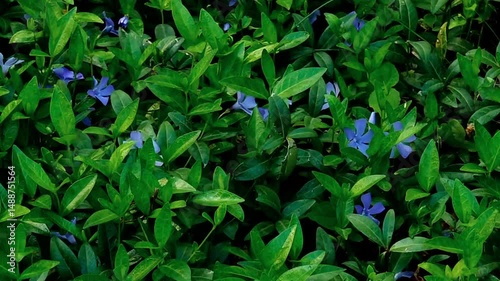Wallpaper Mural The periwinkle bloomed in the garden. Torontodigital.ca