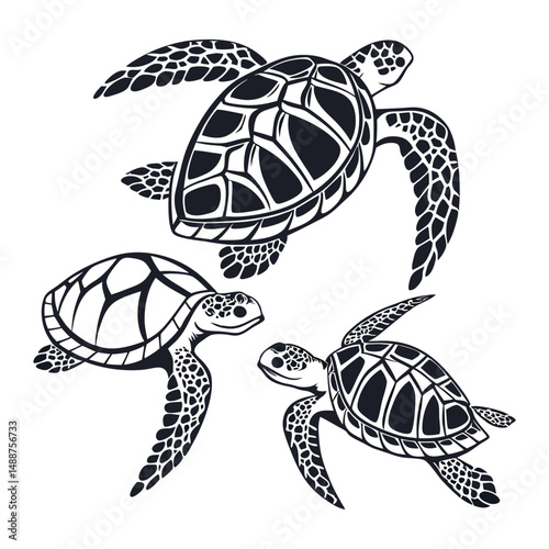 A set of  simple black and white illustration of a sea turtle viewed from above. The turtle has a detailed shell with geometric patterns, flippers extended, and a textured head.