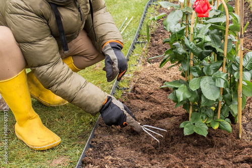 A woman in warm clothes and gloves plants a red rose bush in prepared soil on a flowerbed with a lawn grid. A white rose bush with a support has already been planted nearby. 