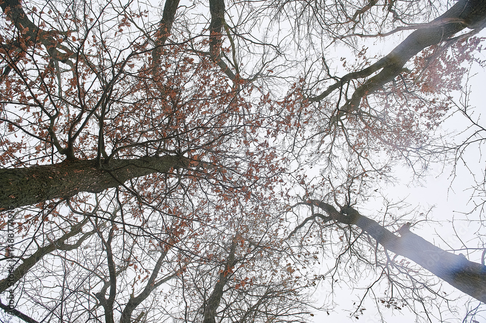 Obraz premium sky, tall trees, yellow leaves, many branches, bottom-up view