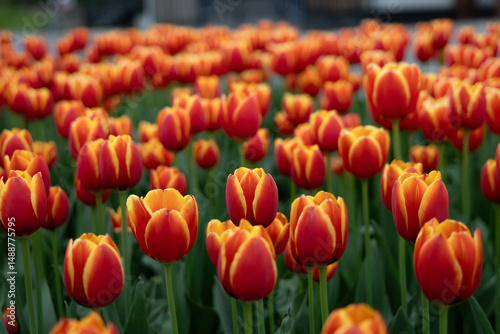 Pole z pomarańczowymi tulipanami