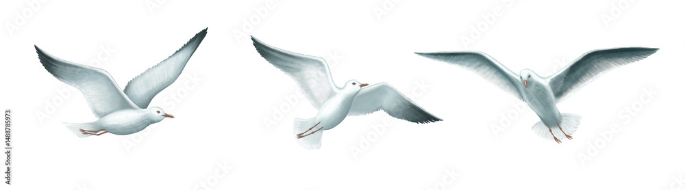 Obraz premium Watercolor SEAGULLS SET. Watercolor birds illustration. Design for cards banners, postcards, greetings.