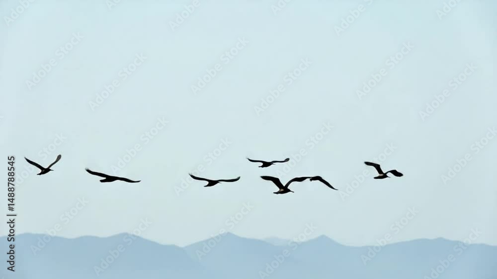 Cormorants flock flying in formation to save energy. Flock of Great Cormorants - Phalacrocorax carbo. School of black migratory birds flies in sky over sea along the coast. Season and climate change