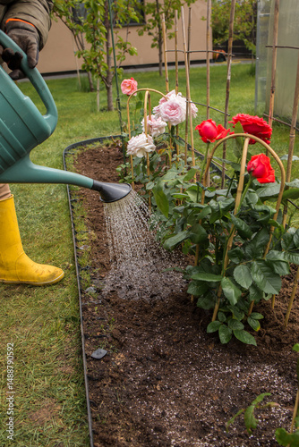 A woman in yellow rubber boots waters rose bushes in a flowerbed with a lawn grid from a green watering can. Other rose bushes and a green lawn are visible nearby.
