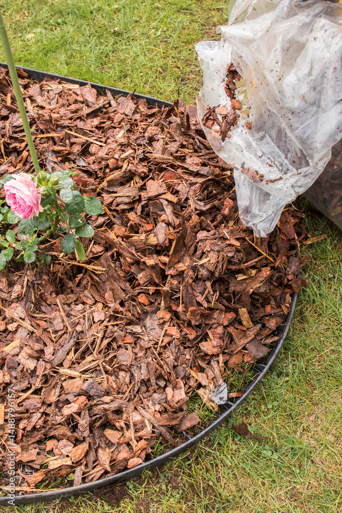 Obraz premium Gloved hands pouring wood chips from a clear bag around a pink rose bush planted in a lawn trellis bed. Yellow rubber boots and scattered fertilizer granules on the soil are visible. 