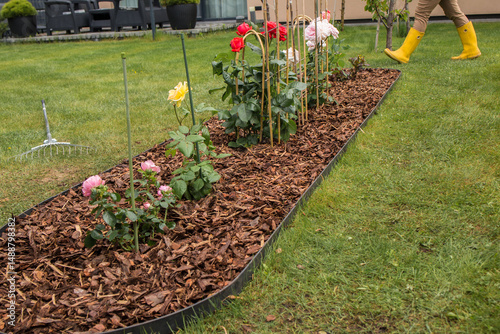 An oblong flower bed with a black border filled with tree bark as mulch. Young rose bushes of different colors grow in the bed: pink, yellow, red and white. The bed is located on a green lawn.